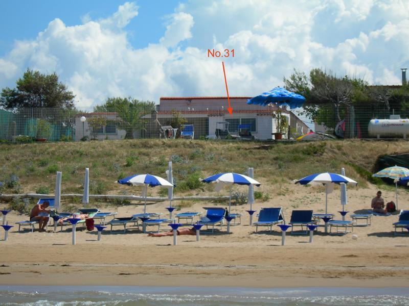 Alga Blu Sul Mare
